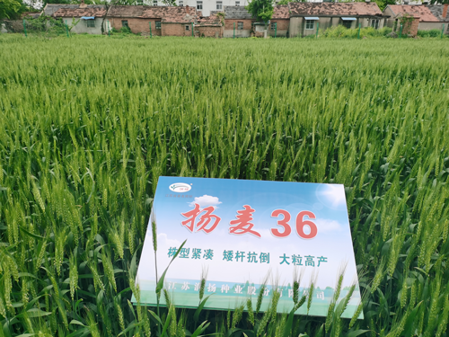揚(yáng)麥36