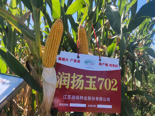 潤(rùn)揚(yáng)玉702