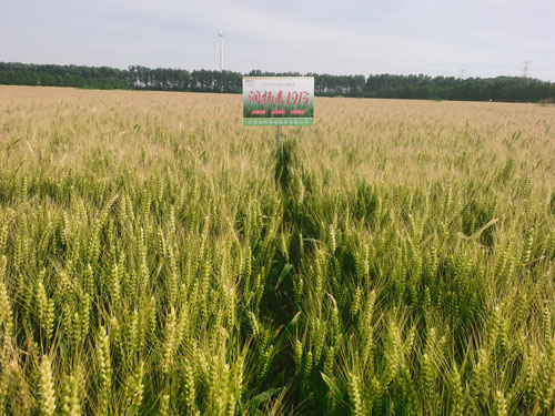 潤(rùn)揚(yáng)麥1913